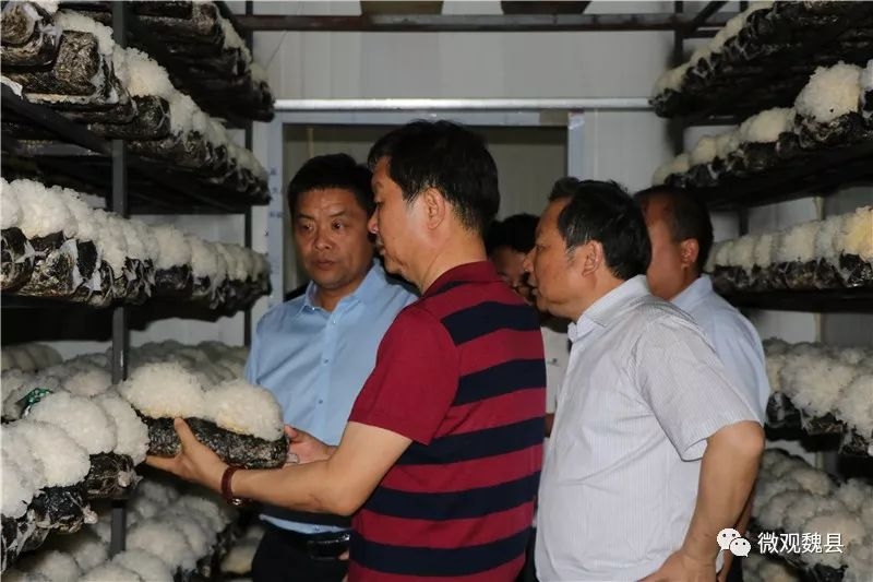 北京岳氏集團(tuán)董事長(zhǎng)岳平安帶領(lǐng)韓國(guó)考察團(tuán)來魏考察農(nóng)業(yè)產(chǎn)業(yè)項(xiàng)目